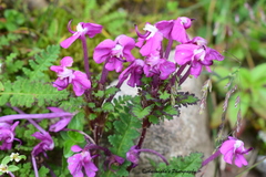 Pedicularis punctata