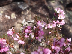 Boronia floribunda