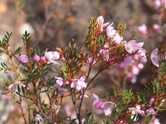 Boronia floribunda