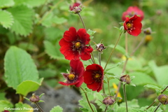 Potentilla atrosanguinea