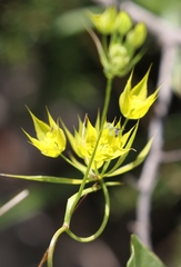 Bupleurum veronense