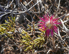 Carlina pygmaea