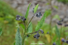 Cynoglossum microglochin