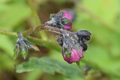 Cynoglossum microglochin