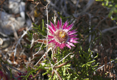 Carlina pygmaea