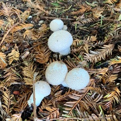 Lycoperdon perlatum