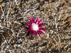 Carlina pygmaea
