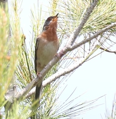 Curruca cantillans albistriata
