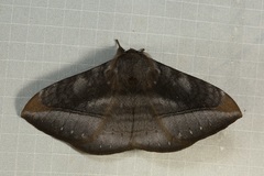 Ganisa similis