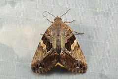 Odontodes pallidifimbria