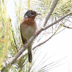 Curruca cantillans albistriata