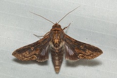 Aegilia sundascribens
