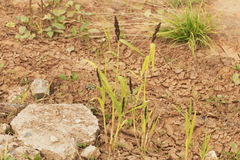 Echinochloa esculenta