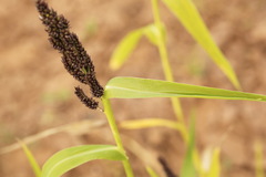 Echinochloa esculenta