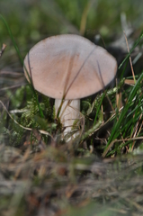 Lactarius lilacinus