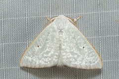 Arctornis poecilonipha