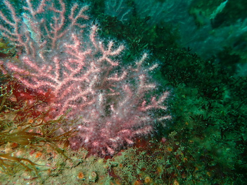 Acanthogorgia observed 2025-07-11