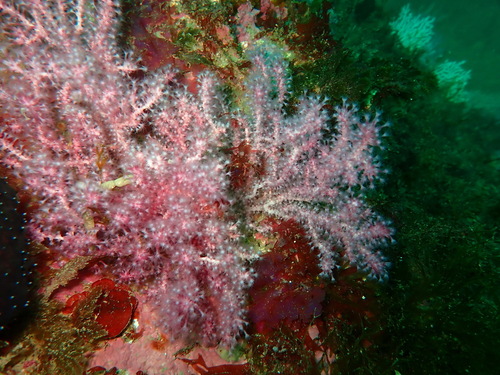 Acanthogorgia observed 2025-07-11