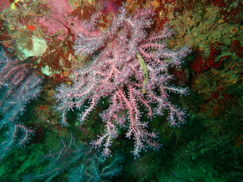 Acanthogorgia observed 2025-07-11