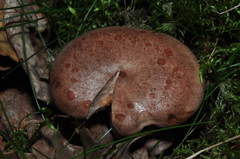 Lactarius spinosulus
