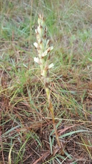 Dichromanthus michuacanus