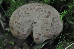 Lactarius spinosulus