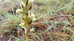 Dichromanthus michuacanus