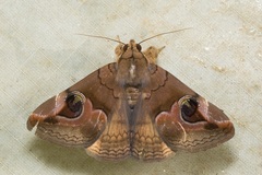 Ommatophora luminosa