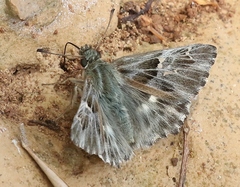 Muschampia floccifera