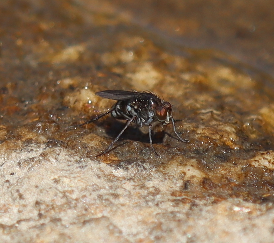 Tachytrechus laticrus