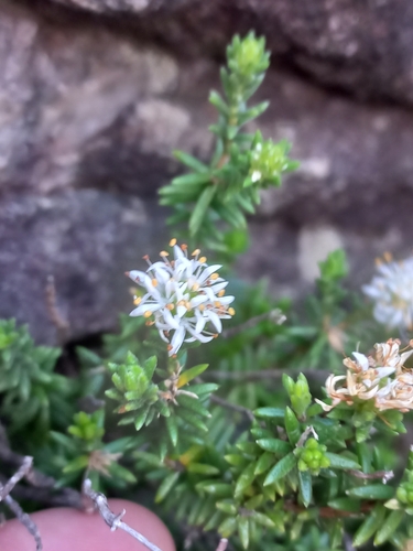 Rock Candlestick (Stilbe rupestris)