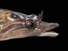 Cornish Sucker photo 1