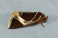 Fodina sumatrensis