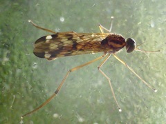 Sylvicola notatus