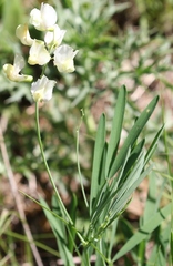 Lathyrus pannonicus