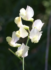 Lathyrus pannonicus