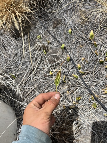 Ophioglossum polyphyllum observed 2025-07-14