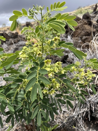 Senna gaudichaudii observed 2025-07-14