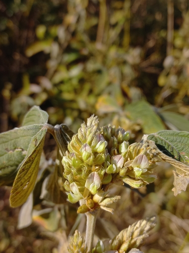 Large leaf flemingia (Flemingia macrophylla)
