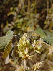 (c) Brian du Preez, some rights reserved (CC BY-SA) Flemingia macrophylla, photograph (c) Brian du Preez, some rights reserved (CC BY-SA)