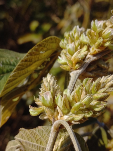 Flemingia macrophylla, photograph 4