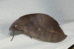 Phyllodes verhuelli