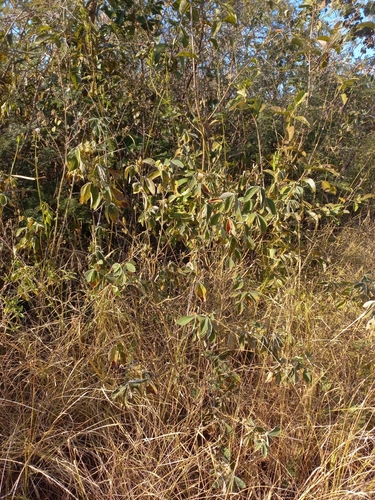 Flemingia macrophylla, photograph 6