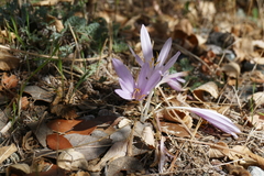 Colchicum troodi