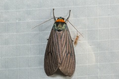 Macrobrochis staudingeri