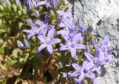 Campanula fenestrellata