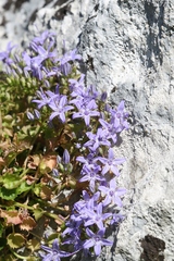 Campanula fenestrellata