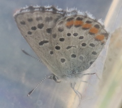 Pseudophilotes vicrama