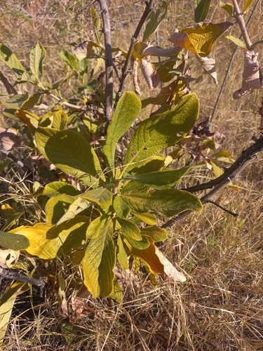 Gousiekte Tree (Pavetta schumanniana)