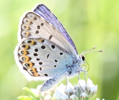Plebejus idas